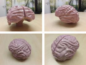 Signblock 3D brain bespoke display | Evans Graphics